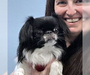Japanese Chin-Unknown Mix Dogs for adoption in Magnolia Springs, AL, USA