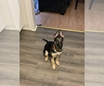 Small Photo #2 German Shepherd Dog Puppy For Sale in ROCHESTER, NY, USA