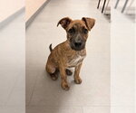Small Mutt