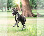 Small Photo #3 Labrador Retriever-Unknown Mix Puppy For Sale in Woodbury, NY, USA
