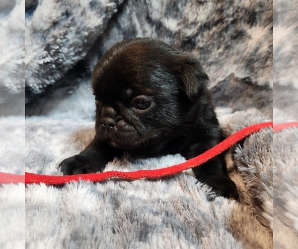 Medium Photo #2 Pug Puppy For Sale in AFTON, WY, USA