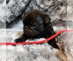 Small #1 Pug