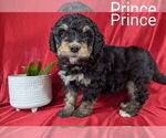 Small #1 Bernedoodle