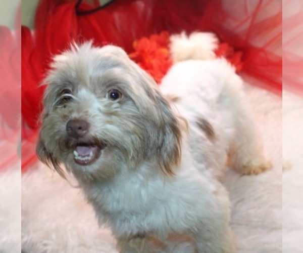 Medium Photo #1 Havashu Puppy For Sale in THAYER, KS, USA