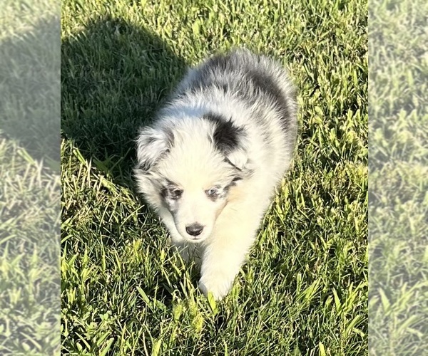 Medium Photo #13 Shetland Sheepdog Puppy For Sale in FORT MORGAN, CO, USA