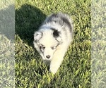 Small #12 Shetland Sheepdog