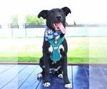 Small #2 Labrador Retriever Mix