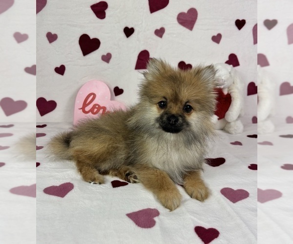 Medium Photo #4 Pomeranian Puppy For Sale in GREENFIELD, IN, USA