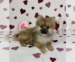 Small Photo #4 Pomeranian Puppy For Sale in GREENFIELD, IN, USA