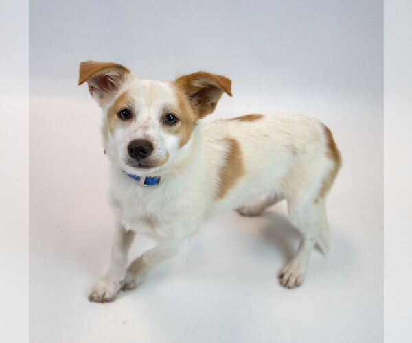 Medium Photo #3 Colonial Cocker Spaniel-Jack Russell Terrier Mix Puppy For Sale in Kennesaw, GA, USA