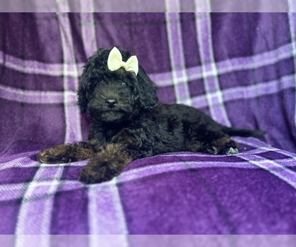 Medium Photo #5 Cavapoo Puppy For Sale in LAKELAND, FL, USA