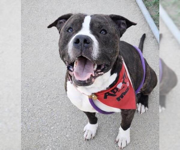 Medium Photo #1 Mutt Puppy For Sale in Bakersfield, CA, USA