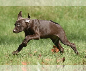 Fossa - Female Chocolate Labrador retriever-Pointer Mix Dog for Adoption - Photo #2