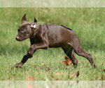 Small Photo #2 Chocolate Labrador retriever-Pointer Mix Puppy For Sale in Mechanicsburg, PA, USA