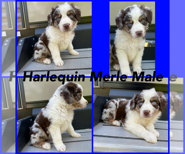 Medium Photo #1 Australian Shepherd Puppy For Sale in LANCASTER, KY, USA
