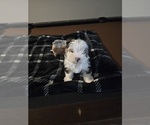 Small #1 Yorkshire Terrier
