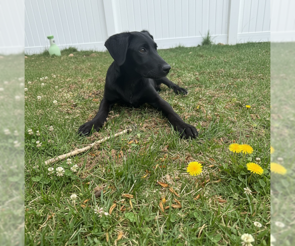 Medium Photo #2 German Shepherd Dog-Unknown Mix Puppy For Sale in MIDWAY, UT, USA