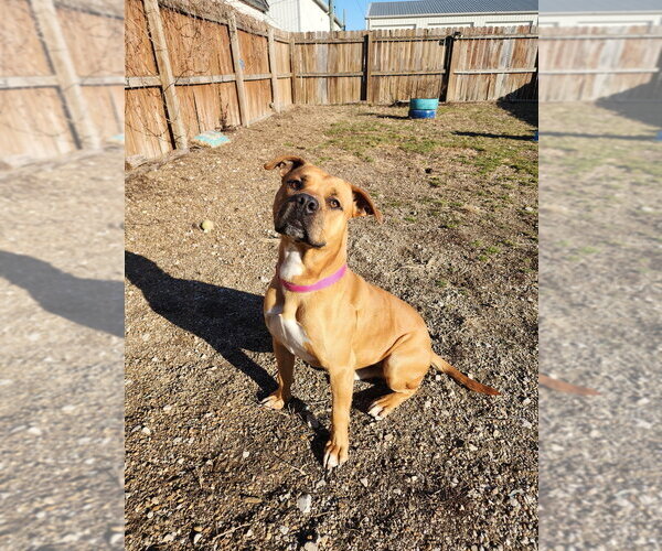 Medium Photo #5 Mutt Puppy For Sale in Evansville, IN, USA