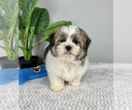 Small Photo #5 Zuchon Puppy For Sale in FRANKLIN, IN, USA