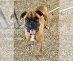 Small #1 Boxer