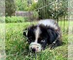 Puppy Puppy 6 Australian Shepherd