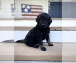 Small Photo #8 Aussiedoodle Puppy For Sale in CONWAY, MO, USA