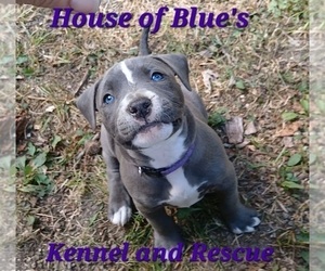 American Pit Bull Terrier Puppy for sale in DELAWARE, OH, USA