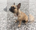 Small Photo #1 French Bulldog Puppy For Sale in GIRARD, IL, USA