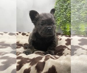 French Bulldog Puppy for sale in FOLSOM, CA, USA