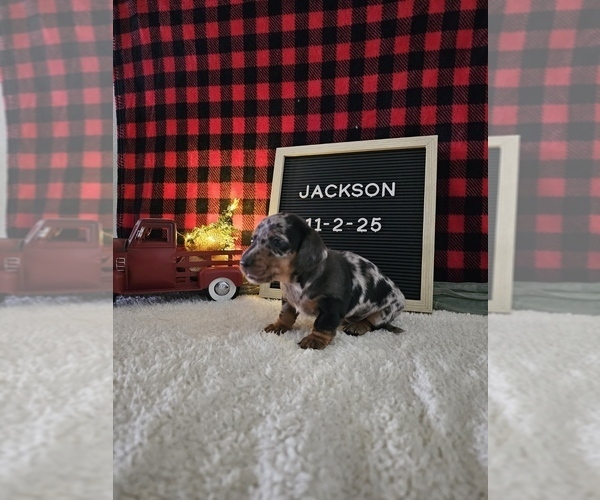 Medium Photo #2 Dachshund Puppy For Sale in NAPPANEE, IN, USA