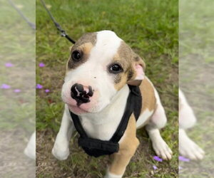 Bulldog-Unknown Mix Dogs for adoption in Tarrytown, GA, USA