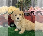 Small #1 Maltipoo