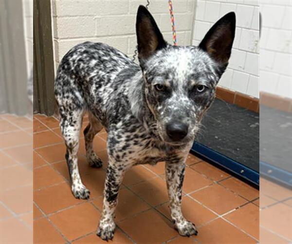 Medium Photo #1 Mutt Puppy For Sale in Camarillo, CA, USA