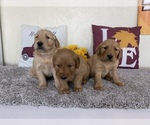 Small Photo #1 Golden Retriever Puppy For Sale in MALINTA, OH, USA