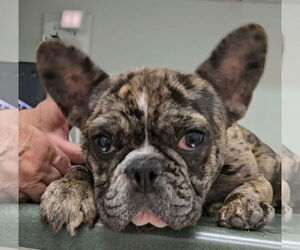 French Bulldog Dogs for adoption in McDonough, GA, USA