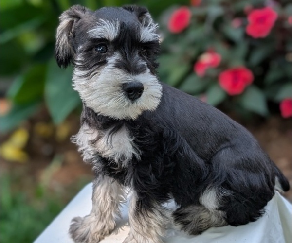 Medium Photo #4 Schnauzer (Miniature) Puppy For Sale in GOSHEN, IN, USA