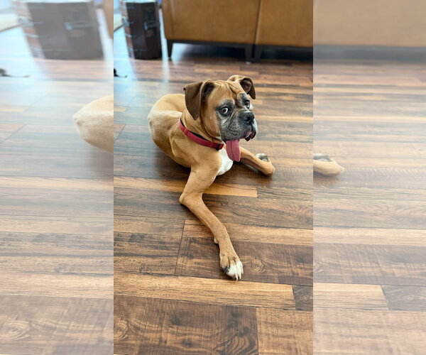 Medium Photo #4 Boxer Puppy For Sale in Dumont, NJ, USA