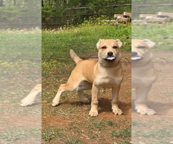 Medium Photo #4 Shepradors Puppy For Sale in Mooresville, NC, USA