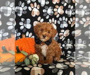 Shih-Poo Puppy for sale in LINCOLN UNIV, PA, USA