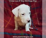 Small Photo #14 Dogo Argentino Puppy For Sale in PINEVILLE, MO, USA