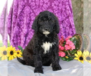Saint Berdoodle Puppy for sale in KIRKWOOD, PA, USA