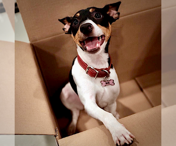 Medium Photo #3 Rat Terrier Puppy For Sale in Atlanta, GA, USA