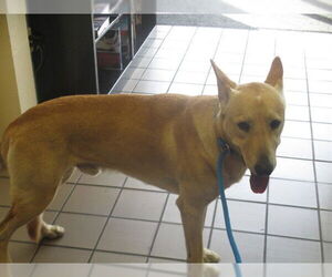Shepradors Dogs for adoption in Ocala, FL, USA