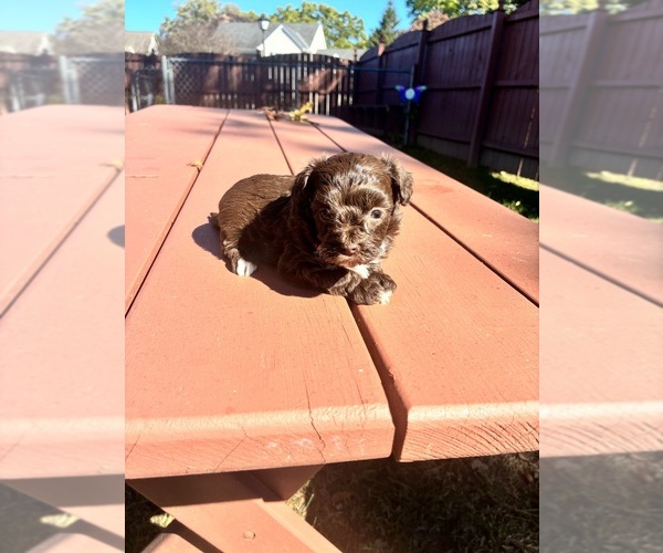 Medium Photo #6 YorkiePoo Puppy For Sale in VANCEBURG, KY, USA