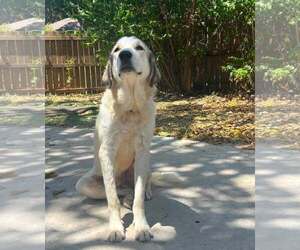 Cisco - Male Great Pyrenees-Unknown Mix Dog for Adoption - Photo #3