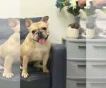 Small French Bulldog