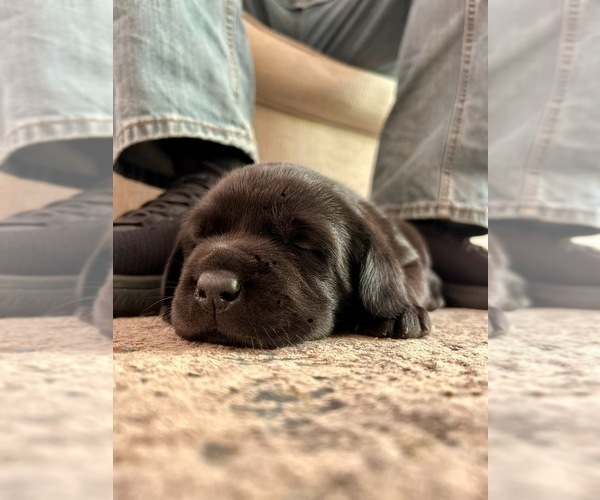 Medium Photo #8 Labrador Retriever Puppy For Sale in LOUISBURG, NC, USA