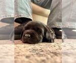 Small #7 Labrador Retriever