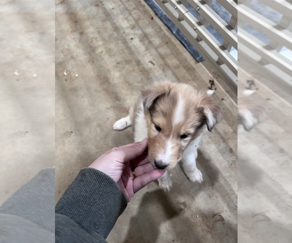 Medium Photo #2 Collie Puppy For Sale in WEST JEFFERSON, NC, USA