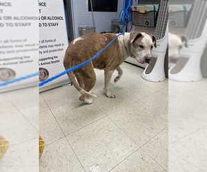 Mutt Dogs for adoption in Stockton, CA, USA